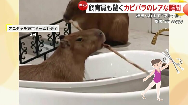 見事な棒回しをするカピバラ