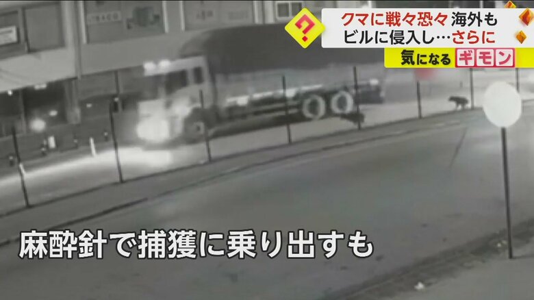 地下道で捕獲されそうになり走って逃げるクマ