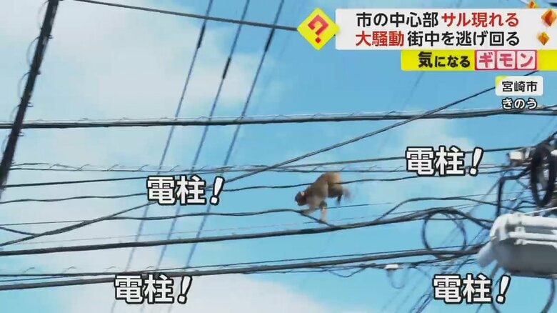 宮崎市の中心部で、電柱の上を逃げ回るサル