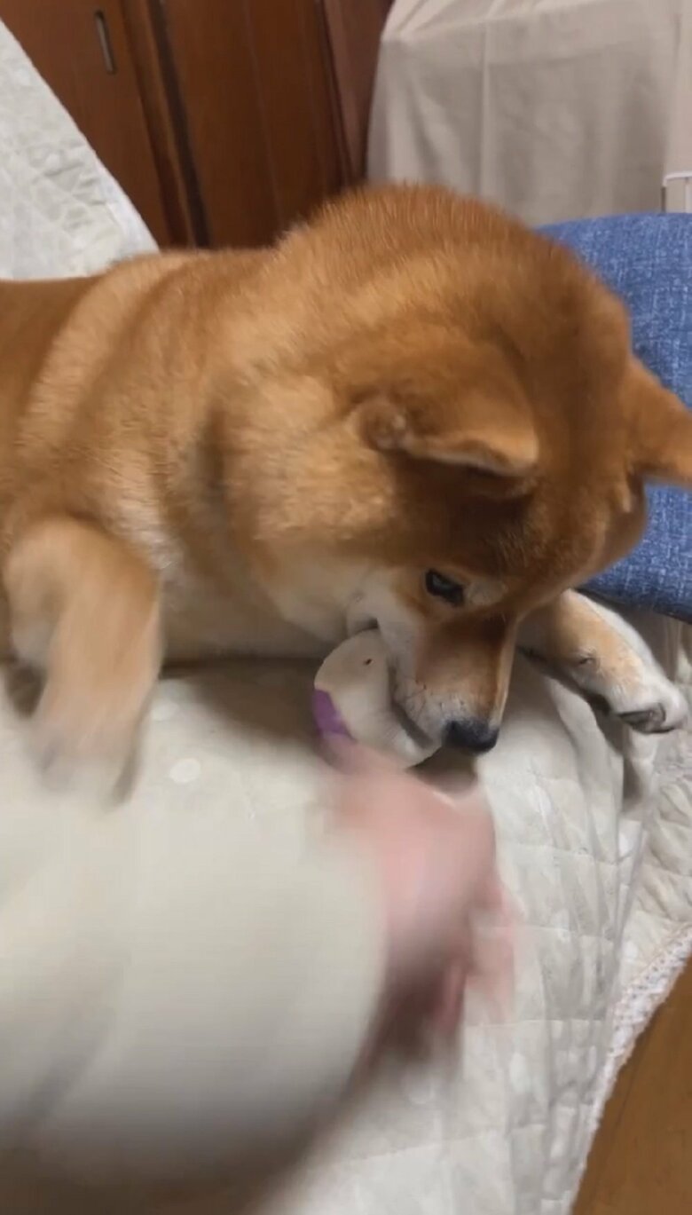 またもや手を伸ばす飼い主さん