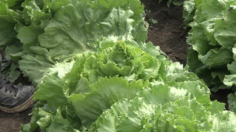 真ん中から“とう”が立つように出てきてしまい商品にならない