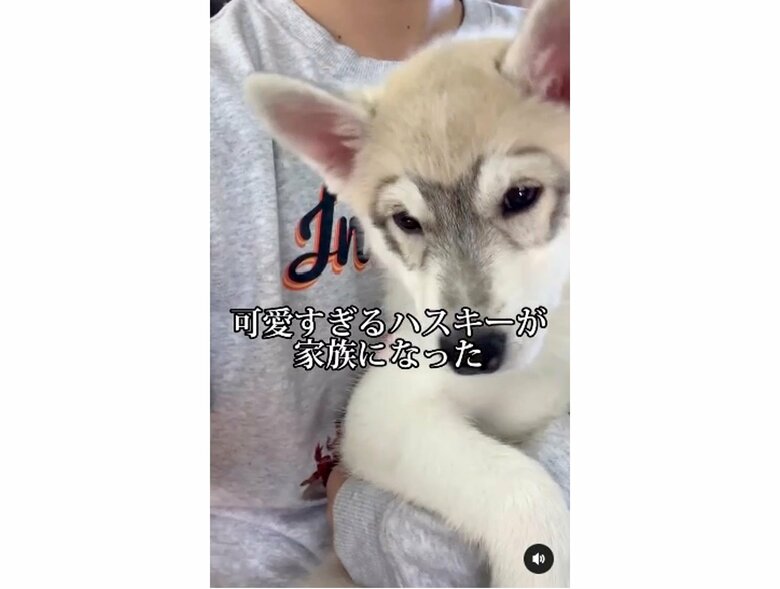 幼い頃のいちみちゃん（提供：ハスキーいちみちゃんと田舎暮らしさん）