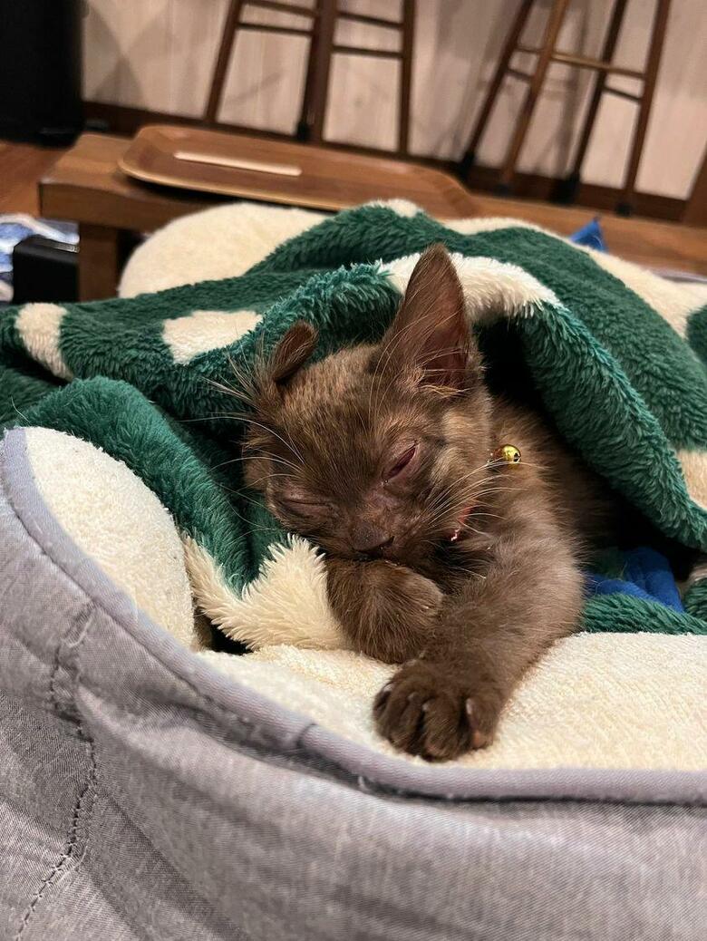 提供：白柴ころもさん