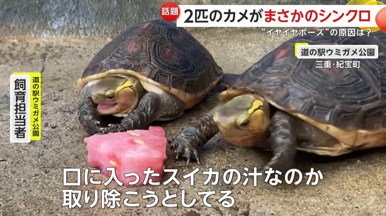 ｢口の中に入ったスイカの汁なのか、取り除こうとしている」と話す飼育員