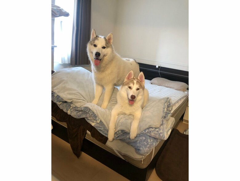 左：銀太くん　右：緋那子ちゃん（提供：斑柄兄妹（銀太と緋那子）さん）