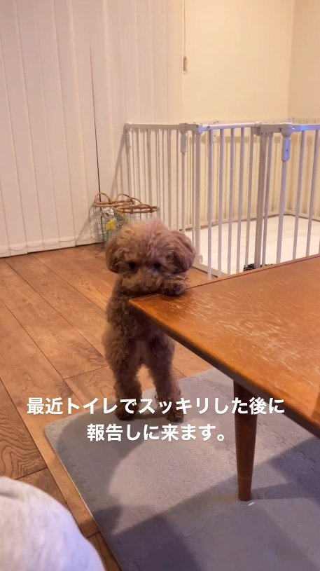 提供：トイプードル ディノセナとジュリさん