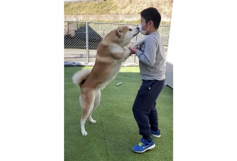 提供：秋田犬 杏(あん)と蓮(れん)さん