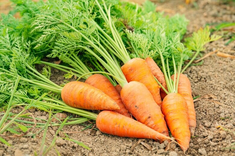 かつてのニンジンはオレンジ色ではなかった（画像：イメージ）
