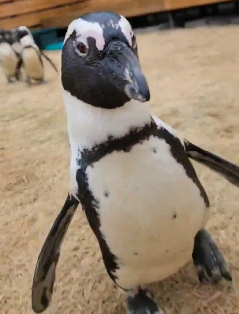 ダッシュするガンくん