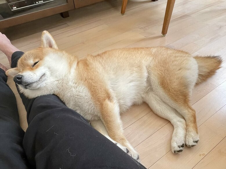 フローリングがお気に入り？