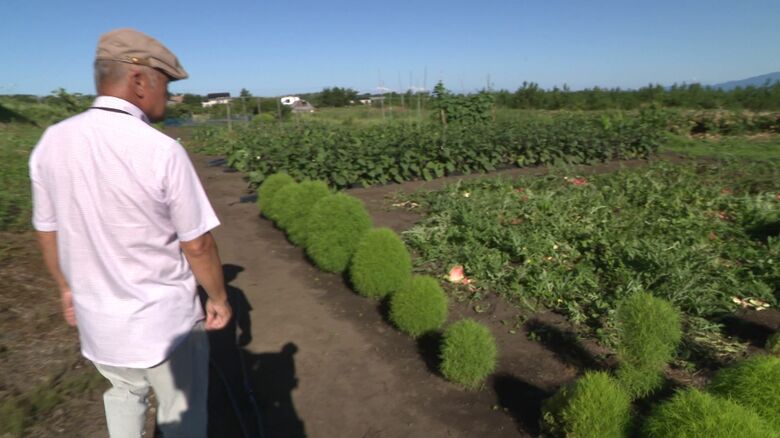 クマに荒らされた家庭菜園