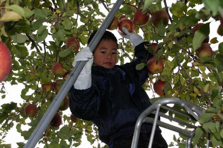 リンゴの収穫を手伝う幼少期の小林選手（小林選手提供）