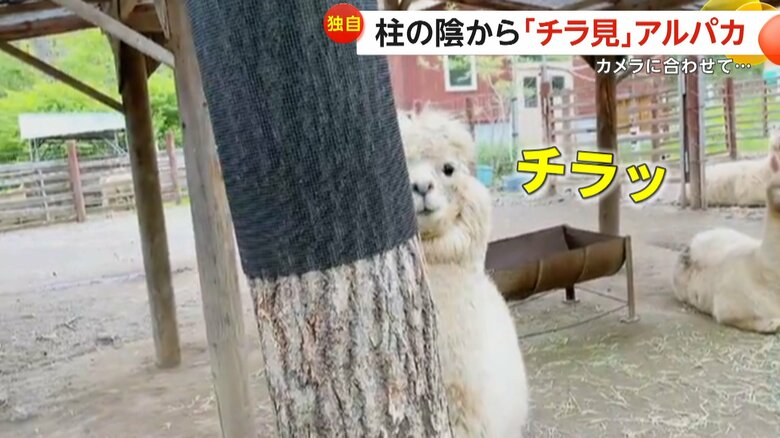 柱の影からカメラを見るアルパカのエルシーちゃん