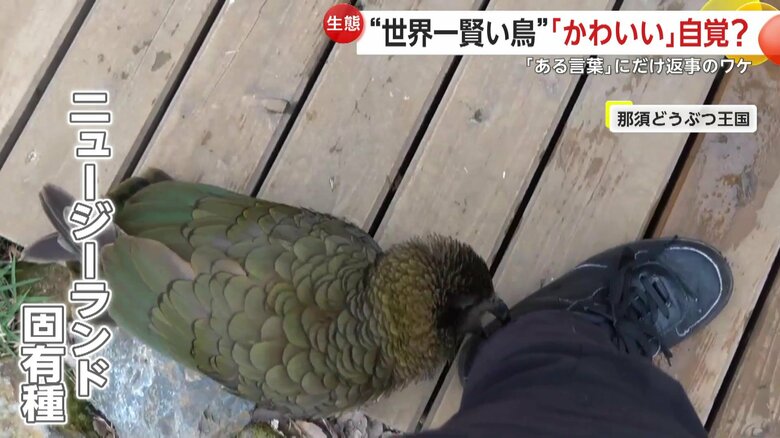 ニュージーランドの固有種であるミヤマオウム