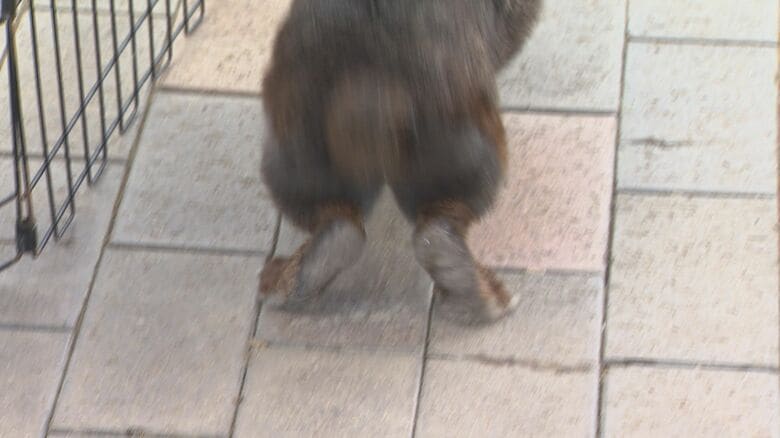 「足ダン」を行うウサギ