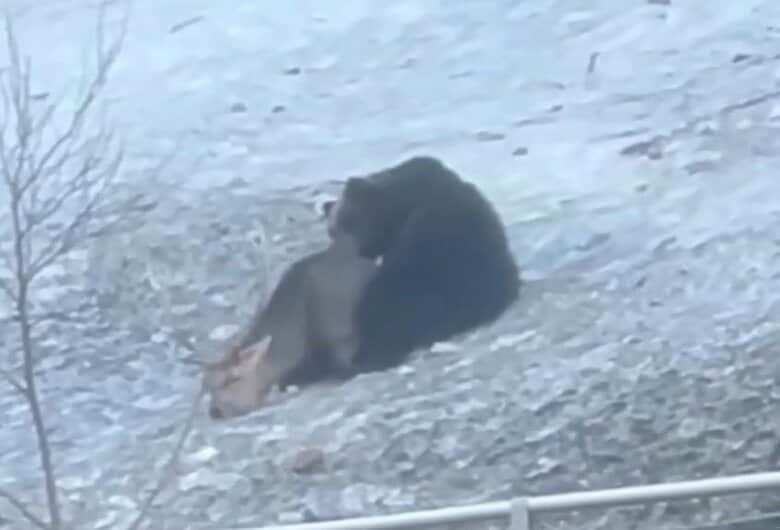 エゾシカは必死に抵抗するも…