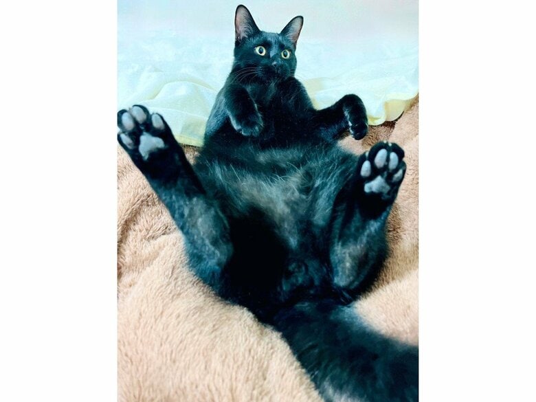 提供：猫野四季＊さん