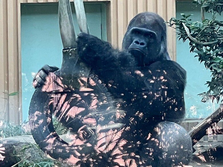 京都市動物園で飼育されている「モモタロウ」（出典:NPO法人テラ・ルネッサンス）