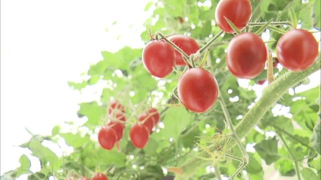 赤く実ったトマト