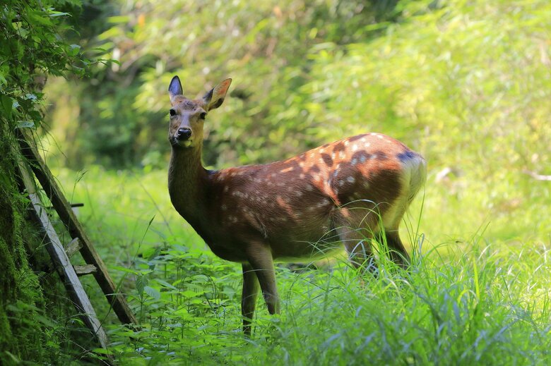 シカの分布拡大の影響でヤマビルの生息域も拡大（画像はイメージ）