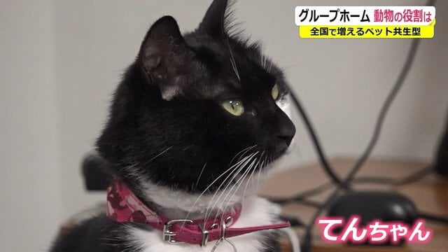 社長の椅子がお気に入り「てんちゃん」