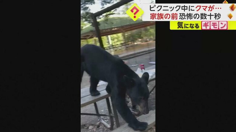 フライドポテトやタコスを食べ終え、テーブルを下りるクマ