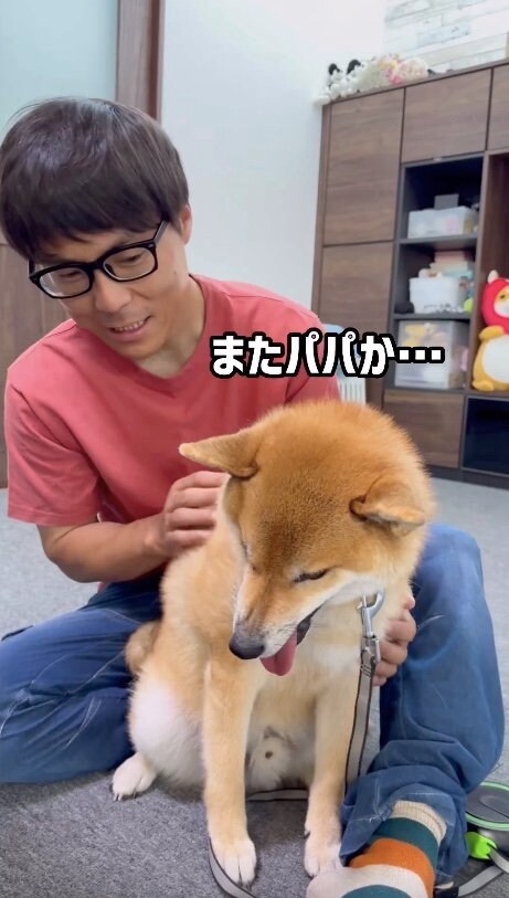 提供：柴犬ぽてとさん