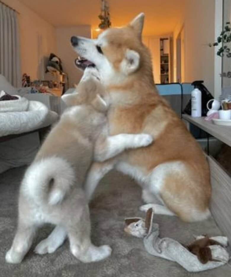 ワンプロ中