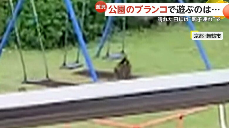 早く代わってと、まるで人間のようなそぶりを見せるサル②