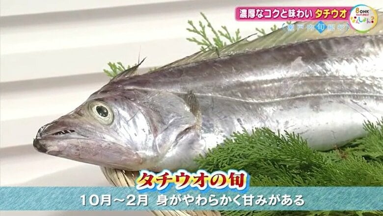 タチウオの「旬」