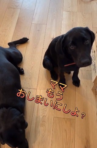 7カ月の頃のハンナちゃん（右）。「伏せ」がわからず困り眉に…