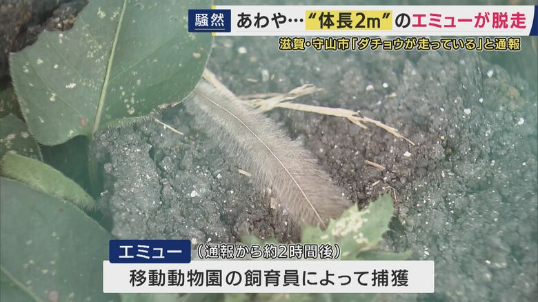 捕獲された場所には羽根が
