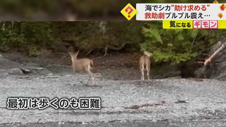 海から救助後しばらくは歩くのも困難だったが、森に向かって走り去った2頭のシカ