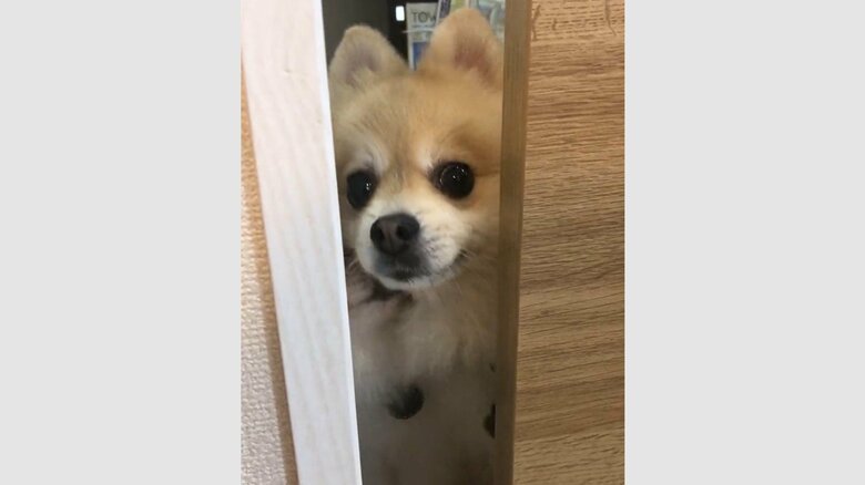 ニコニコ顔のにんじゃくんに、完全に押し出されてしまった