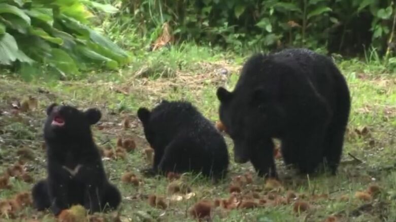 親子クマ