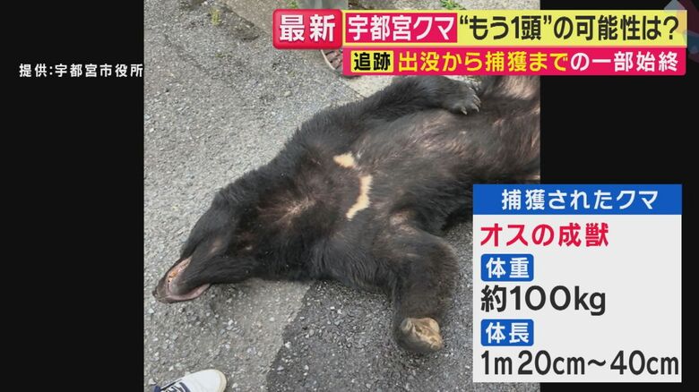 捕獲されたクマ（関西テレビ「旬感LIVE とれたてっ！」より）