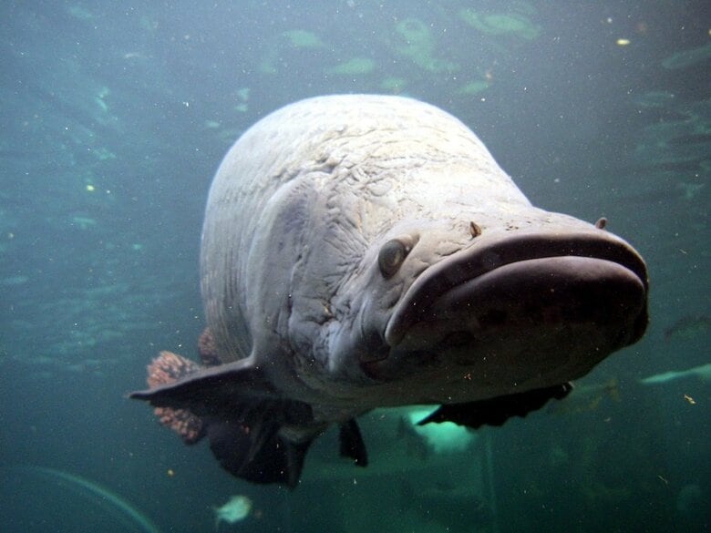 ピラルクー（提供：栃木県なかがわ水遊園）