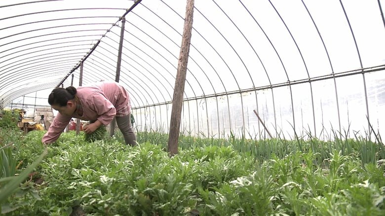 31歳で就農しシュンギクやホウレンソウなどを栽培