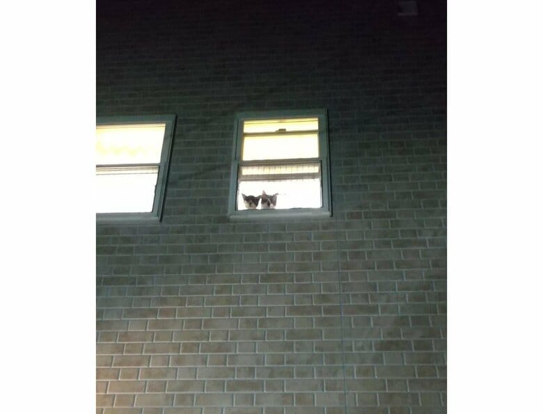 提供：かふぇらてさん