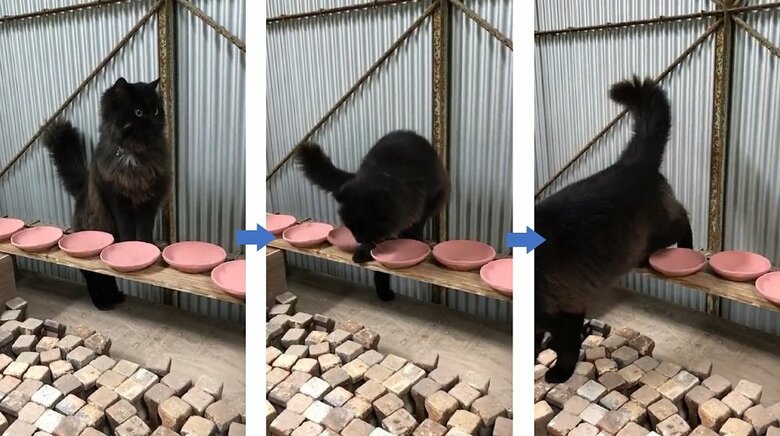 皿板の上を移動するネルソンくん　この時は割らずにすんだ