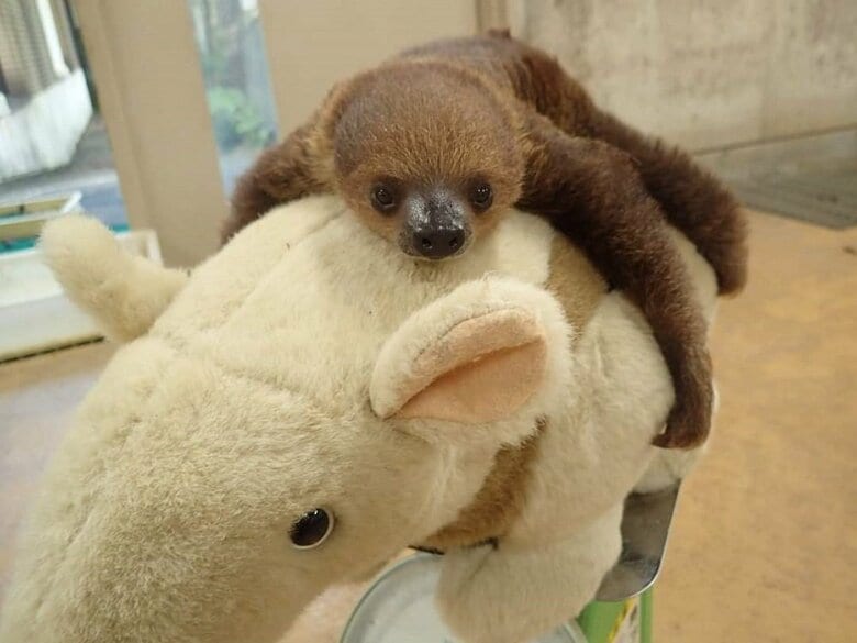 生後48日時点の体重測定の様子（提供：埼玉県こども動物自然公園）
