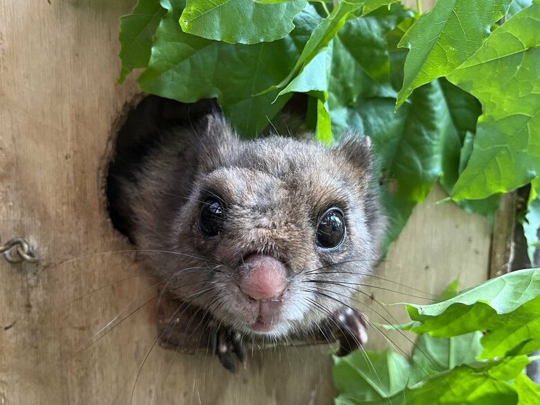 キョウトちゃん