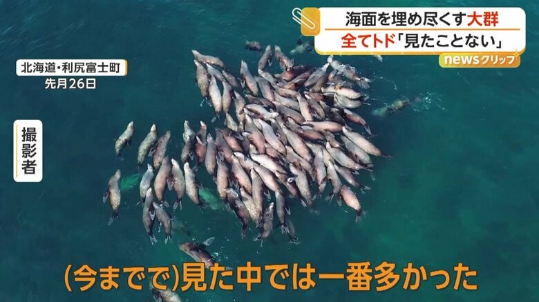 これほどの大群は見たことがないという撮影者