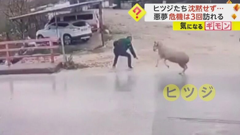 道路を横断中の男性に突然ヒツジが体当たりする瞬間④
