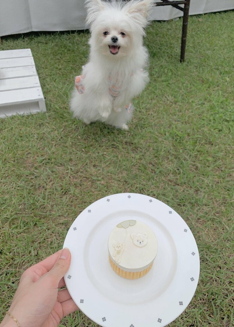 提供：かわいーぬさん