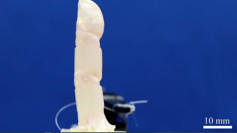 （提供:東京大学）