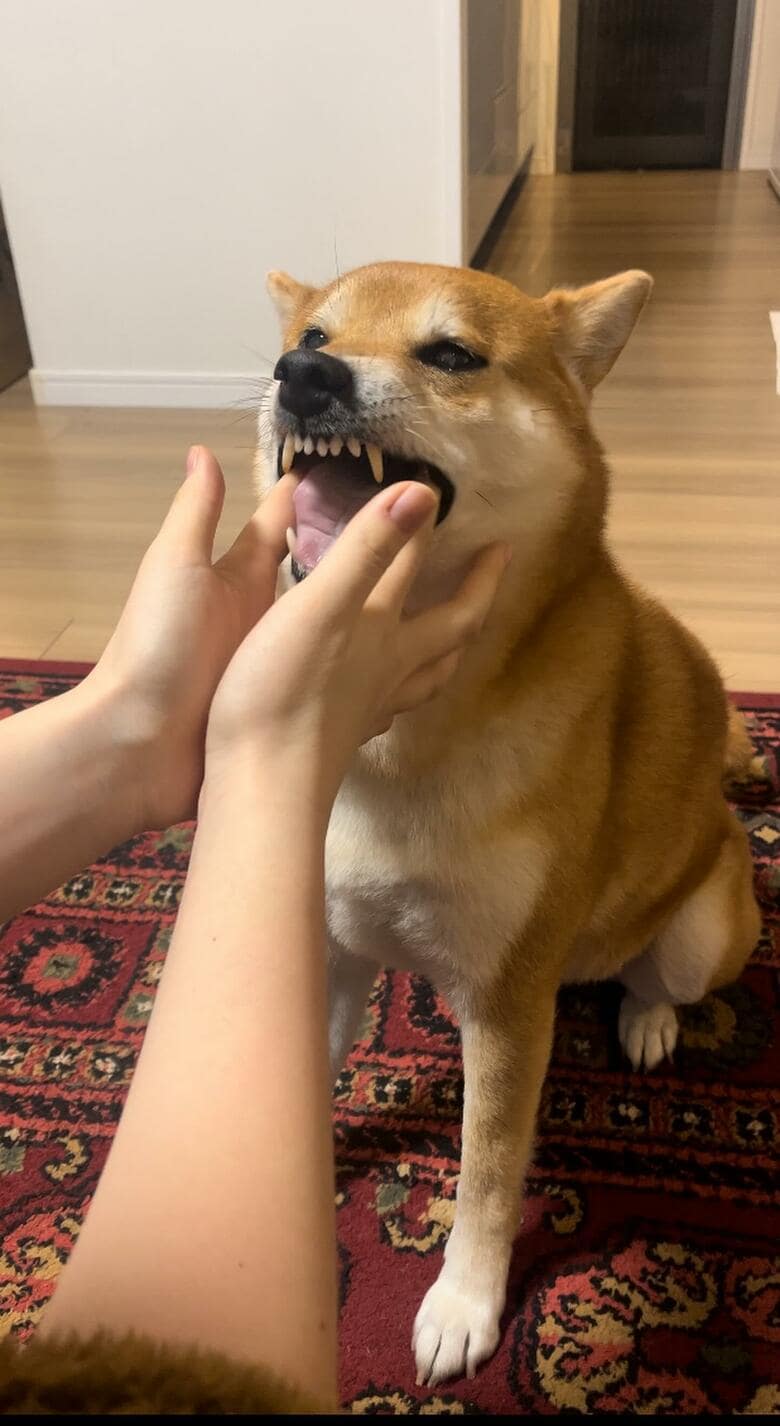 提供：柴犬けいちゃん