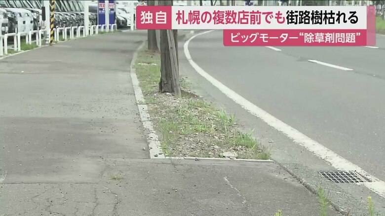 店の前の植え込みは、隣の植え込みに比べ草が少なくなっている（札幌市厚別区）