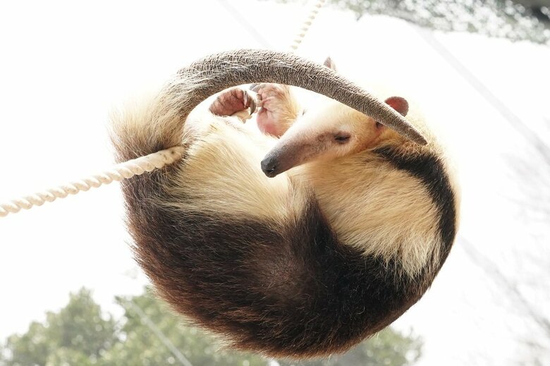 団子のように体を丸めて寝ている（提供：伊豆アニマルキングダム）