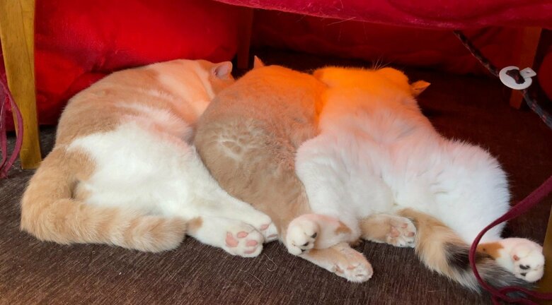 左からてんぷら、みかん、あんみつ（提供：みかんとじろうさんちさん）